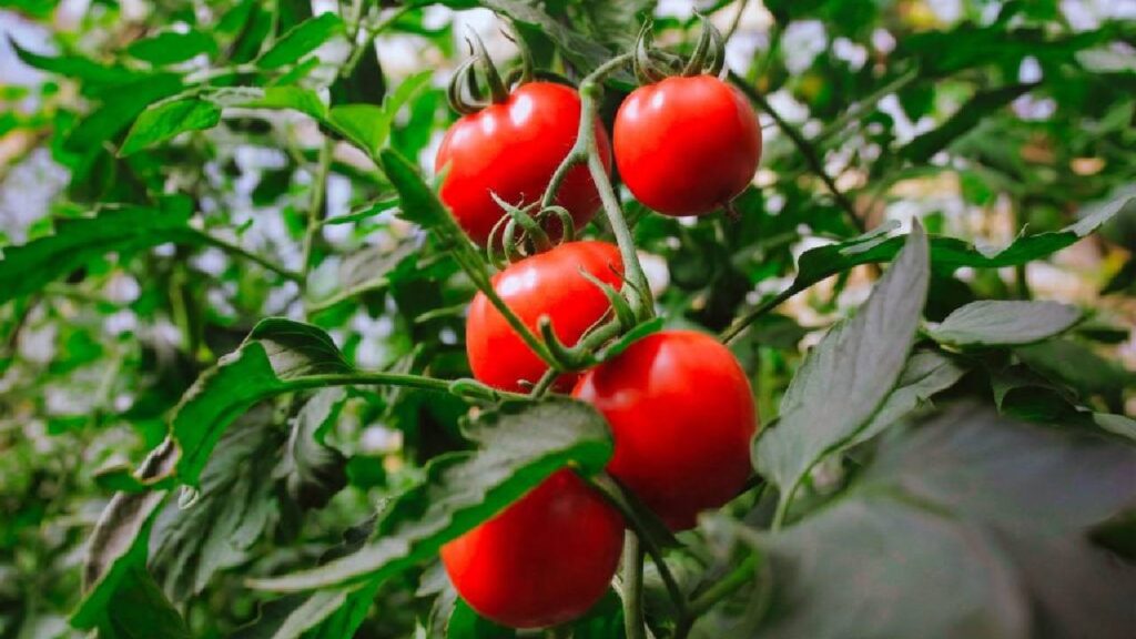 Agro: Proyección 2026