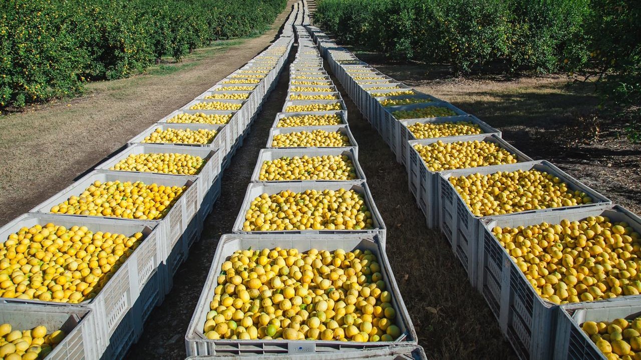 Limones pasados por agua