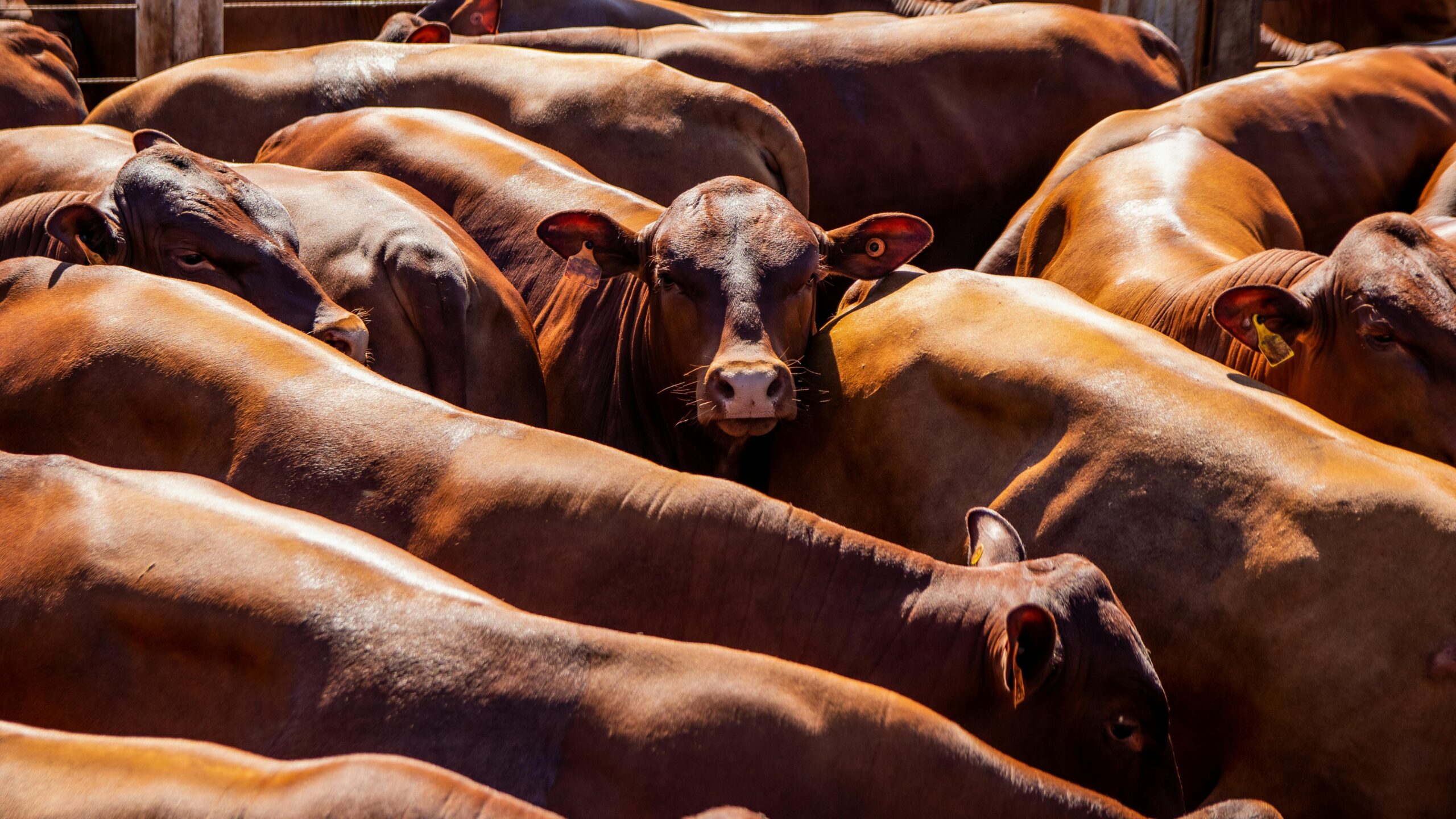 Capioví: mañana gran remate ganadero