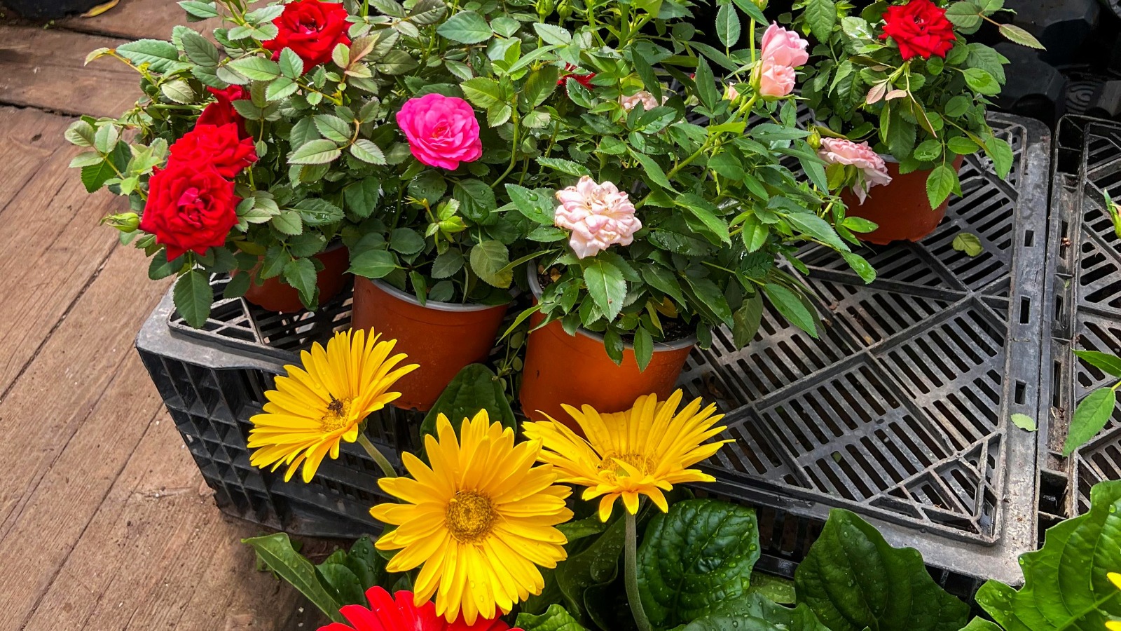 Garuhapé: 2º Vive Flor