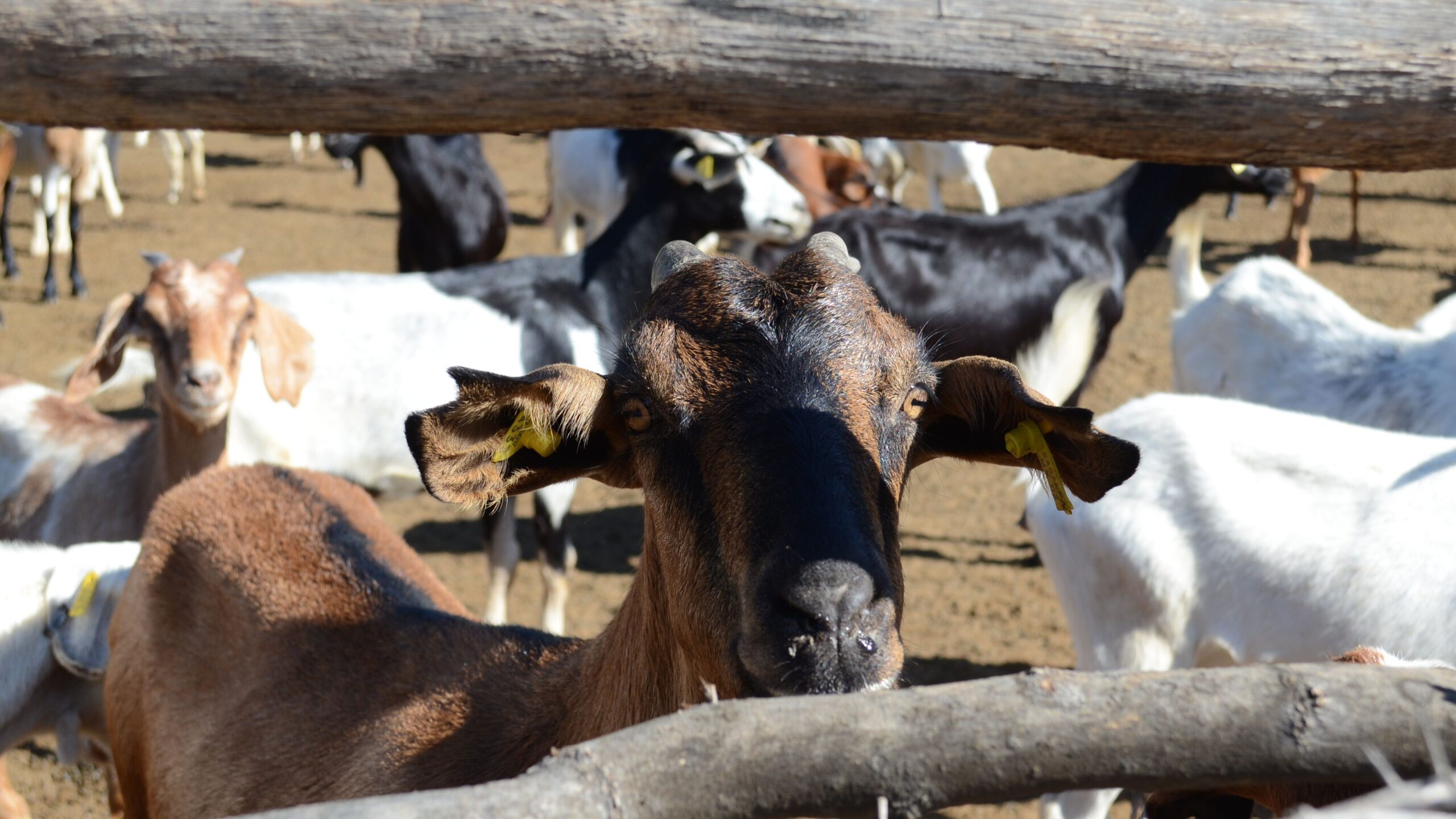 Chaco: superados los controles sanitarios, exportan carne caprina a Omán