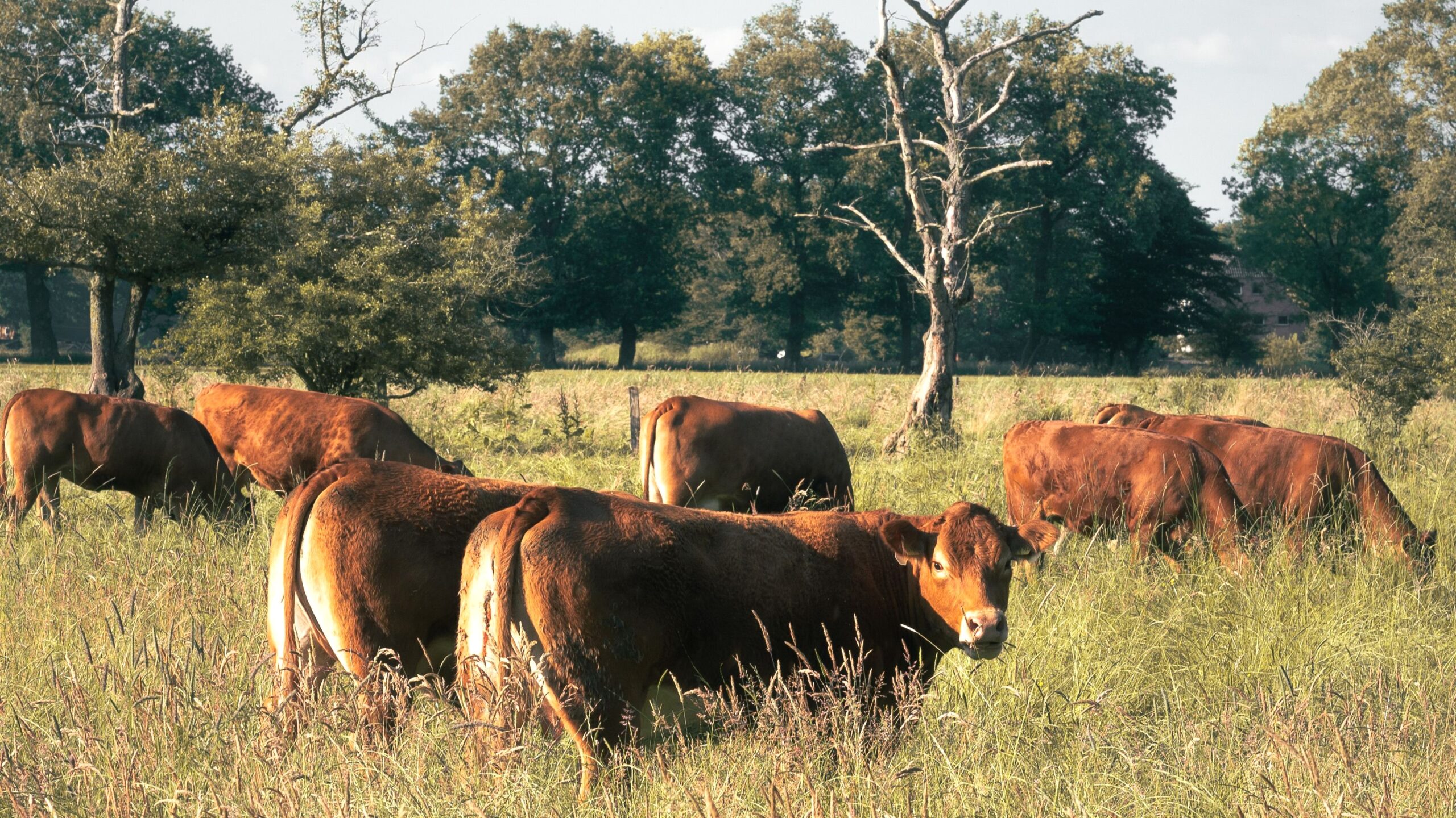 Misiones: Ley de Producción de Proteínas Vegetales