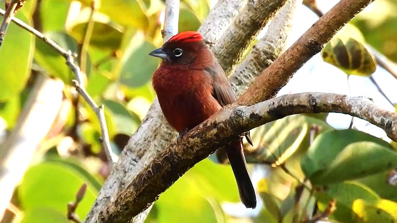 Misiones: encuentro internacional de observación de aves “Volar”